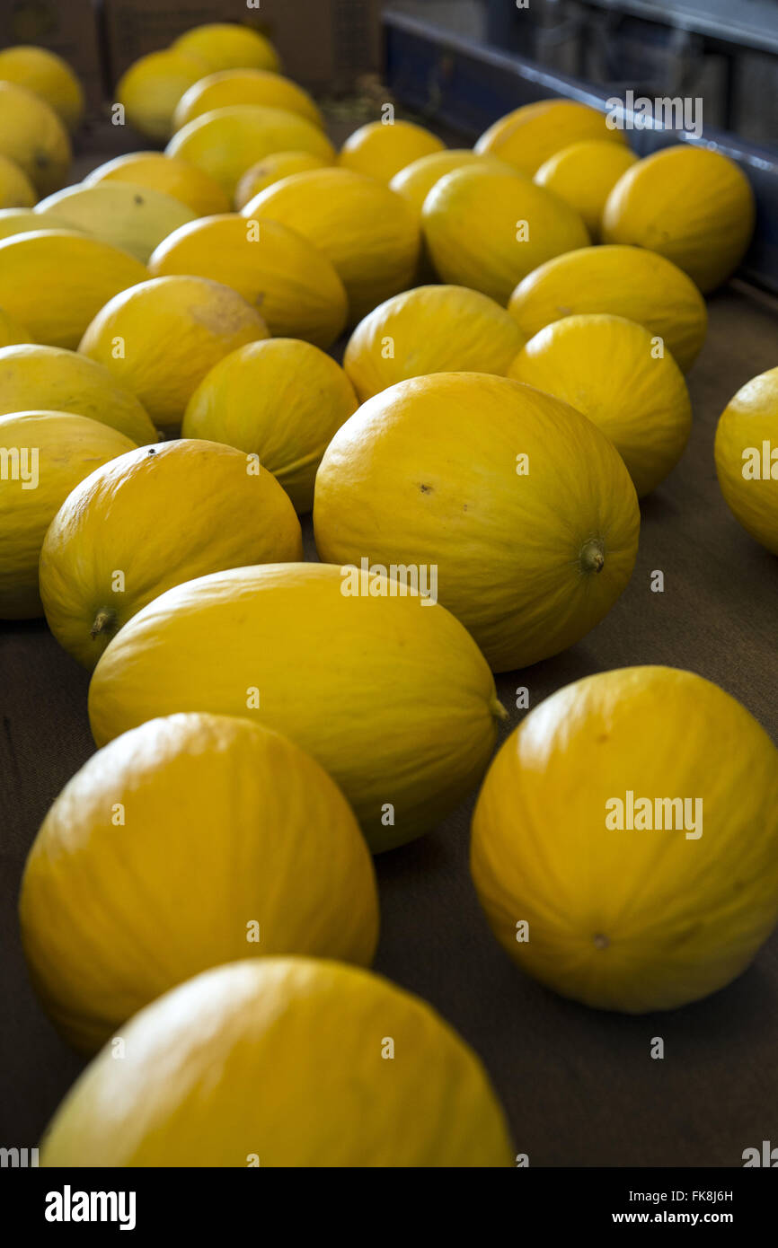Meloni nel processo di selezione per la distribuzione nei mercati domestici e stranieri Foto Stock