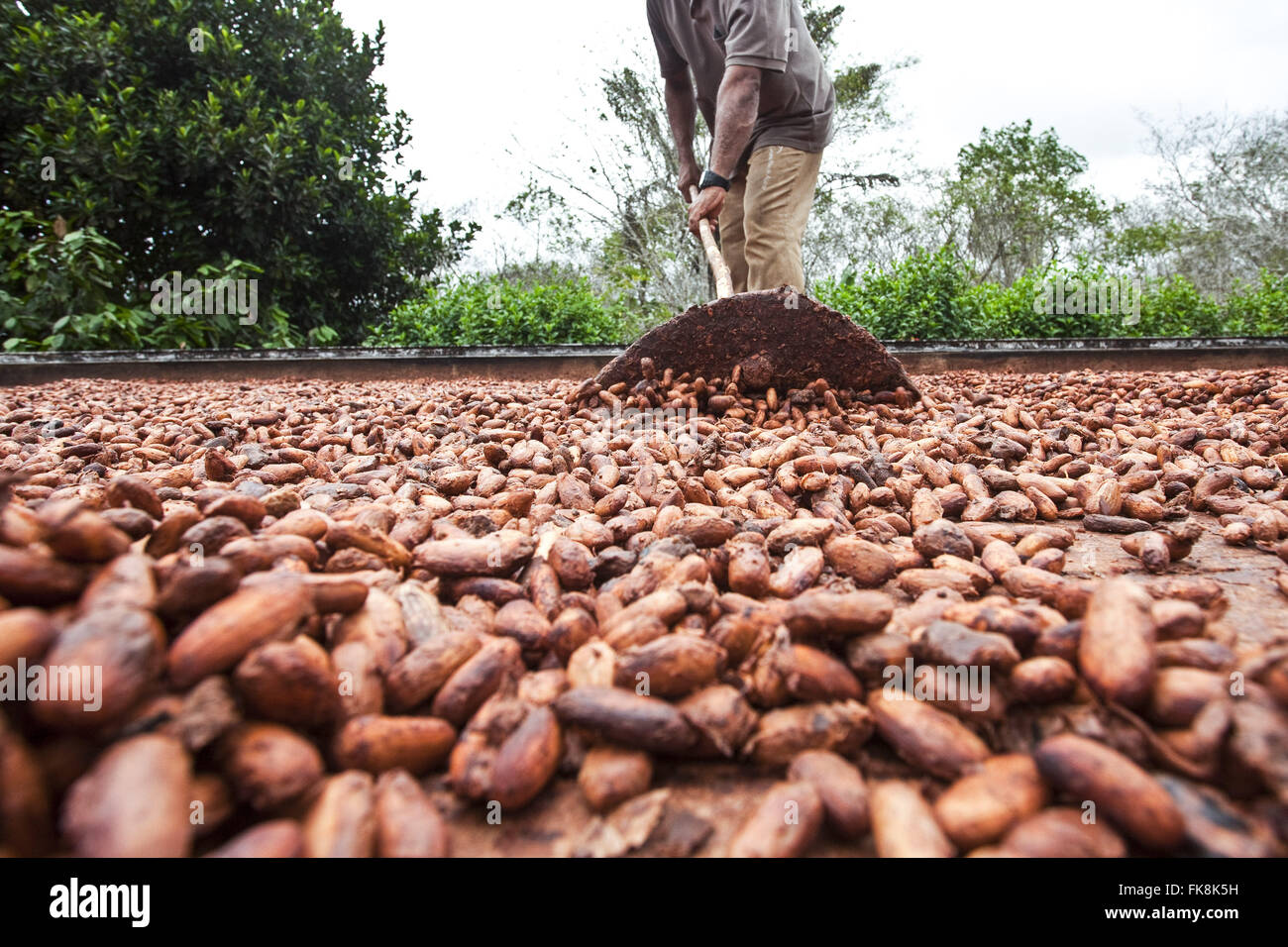 Calcando il cacao Pasta durante il processo di essiccamento e fermentazione lavoratore Foto Stock
