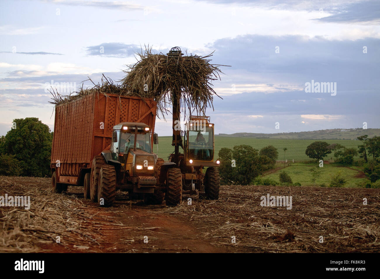 Il trattore la raccolta di zucchero di canna dopo la vendemmia meccanica in campagna nel tardo pomeriggio Foto Stock