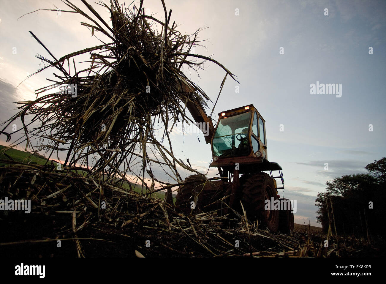 Il trattore la raccolta di zucchero di canna dopo la vendemmia meccanica in campagna nel tardo pomeriggio Foto Stock