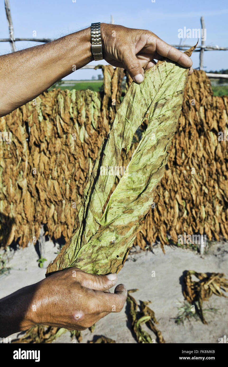 Lavoratore rurale holding di foglia di tabacco in campagna - la regione ruvida Foto Stock