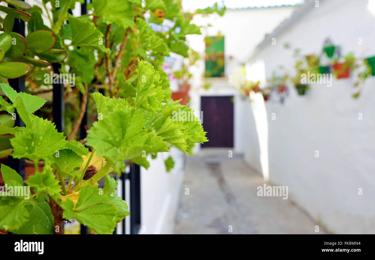 Scena di strada con vasi di fiore in parete, Cordoba, Andalusia Foto Stock