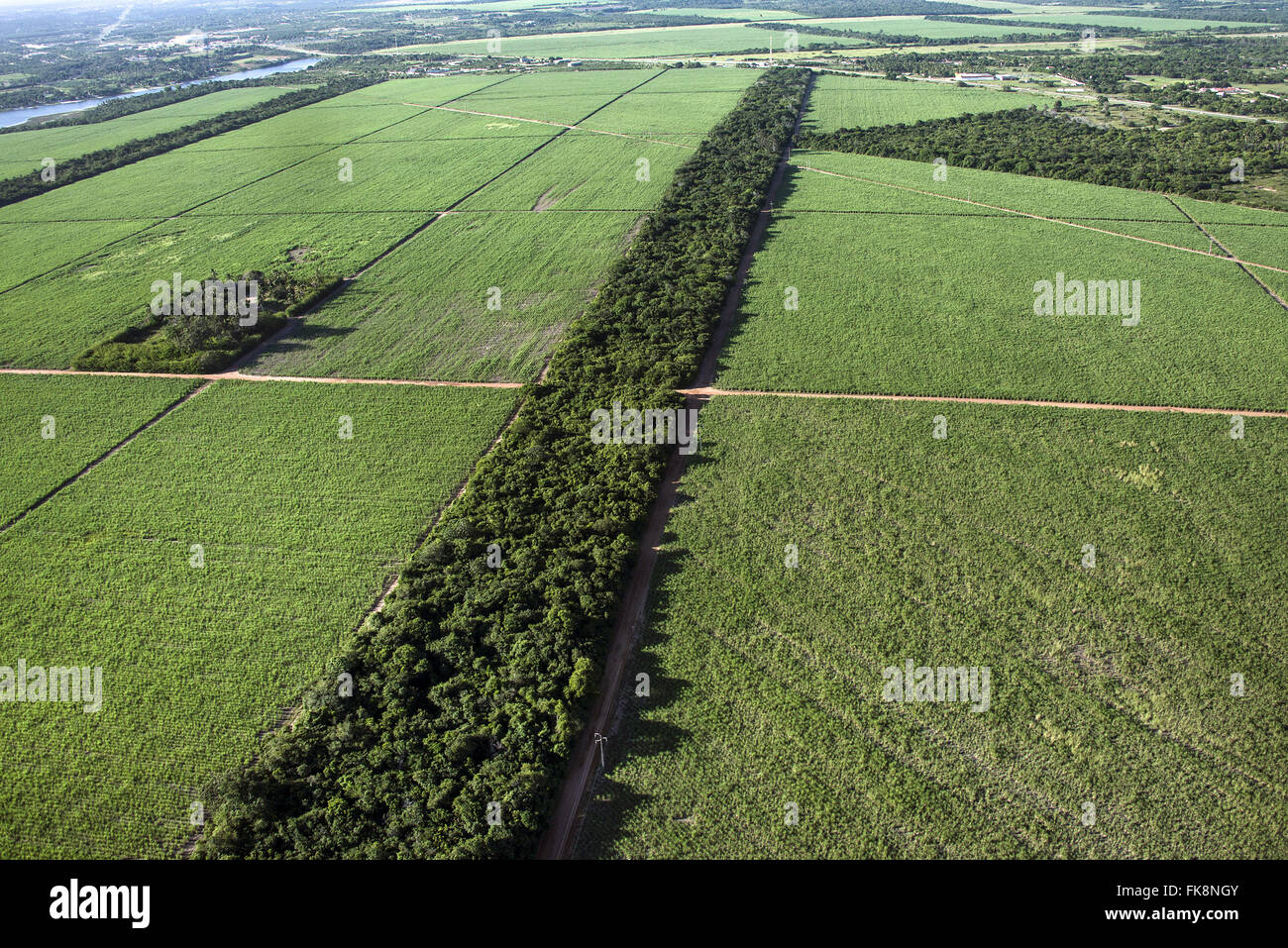 Vista aerea di piantagione di zucchero di canna con la foresta atlantica riserva al centro Foto Stock