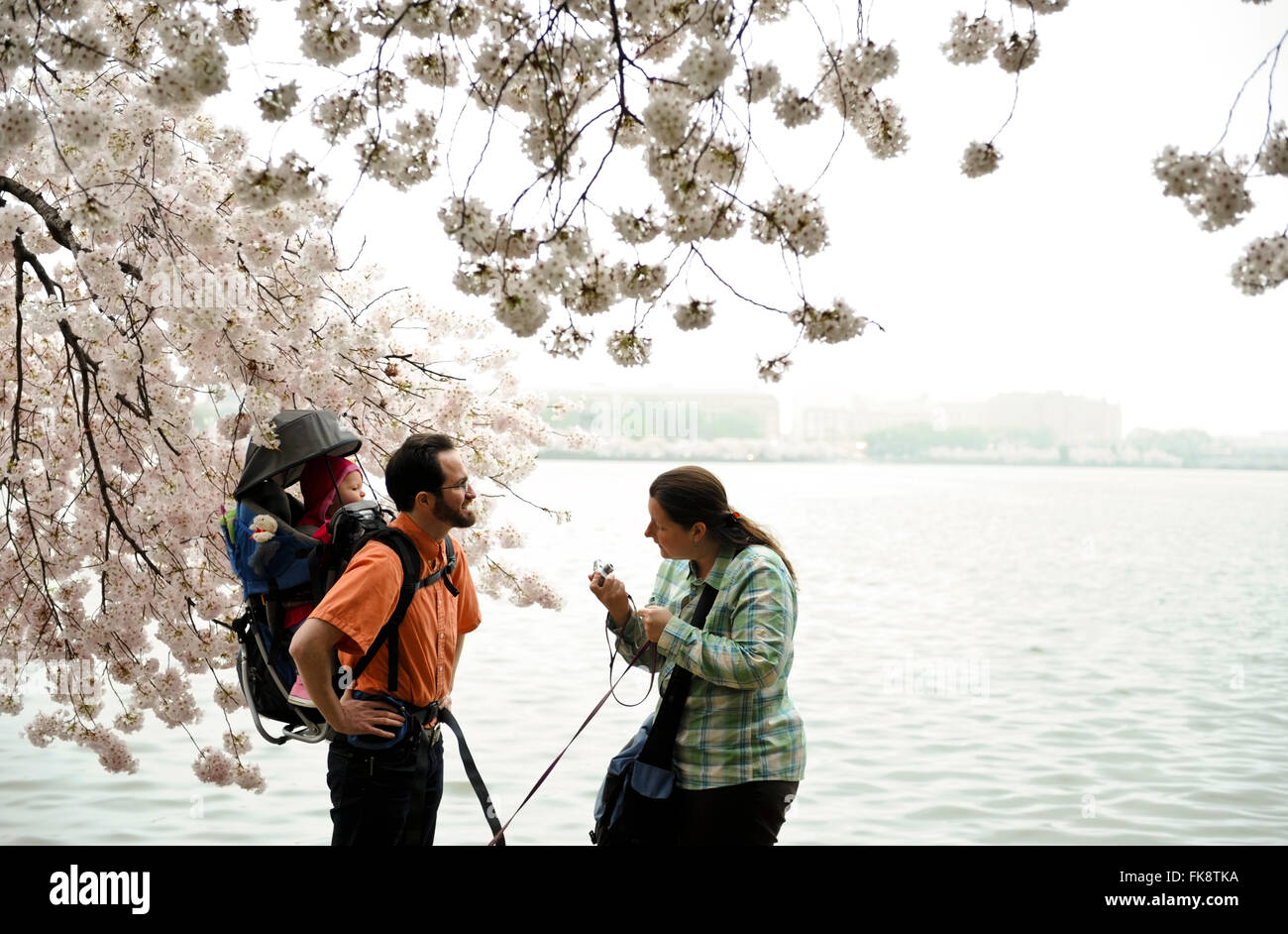 Mattinata nebbiosa sul bacino di marea in DC di Washington, National Cherry Blossom Festival Foto Stock