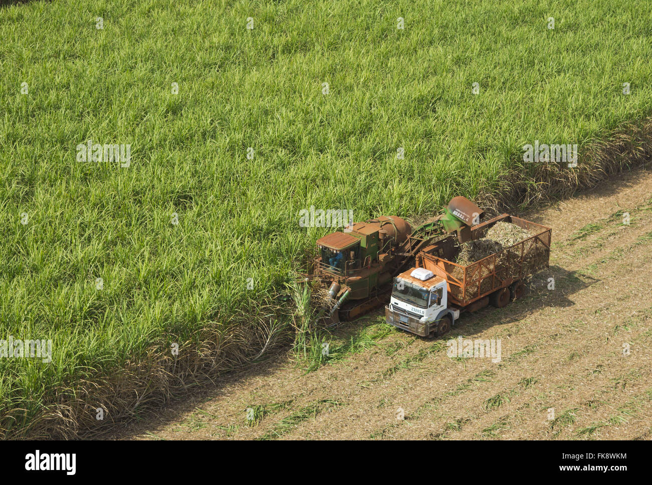 Vista aerea di combinare la raccolta della canna da zucchero in campagna Foto Stock