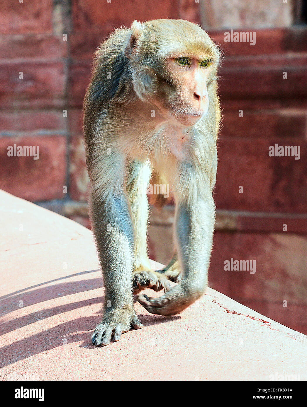 Giovani macaco rhesus monkey giocando Foto Stock