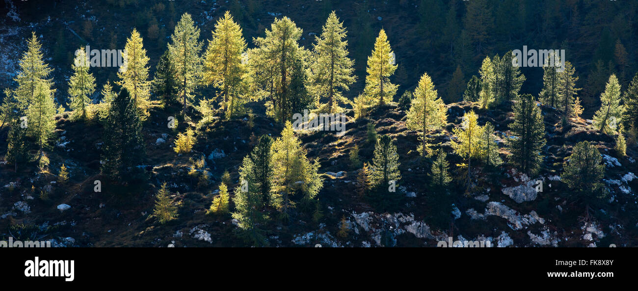 Alberi di pino nella Dolomite Mountains da Ciadin del Luodo, Provincia di Belluno, Veneto, Italia Foto Stock