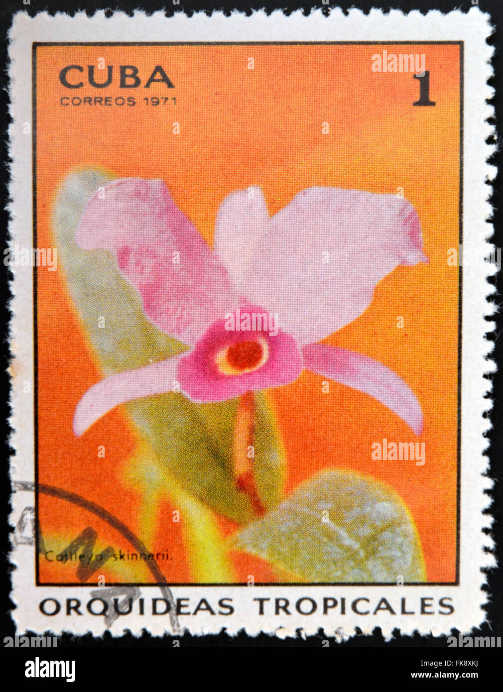 CUBA - circa 1971: un timbro stampato in Cuba dedicato alle orchidee tropicali, mostra catlleya skinnerii, circa 1971 Foto Stock