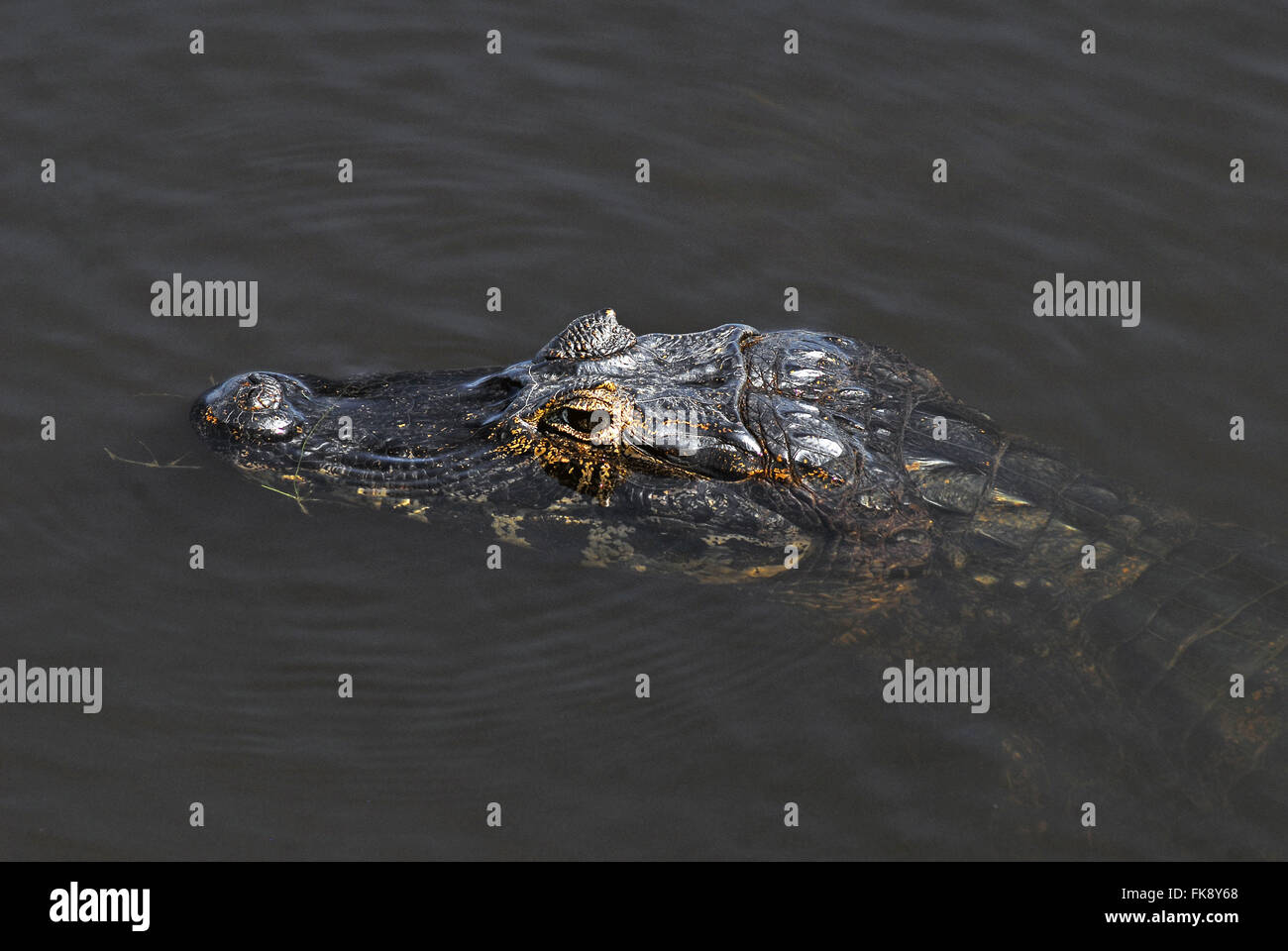 Jacare palude - crocodilus Caimano yacare - Pantanal Foto Stock