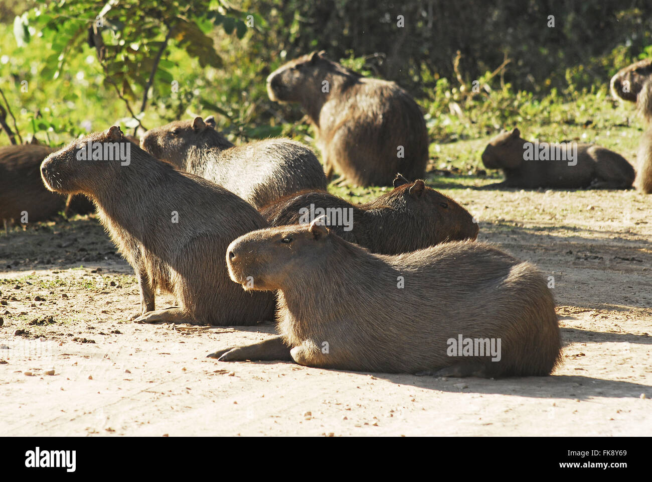 Capibara - Hydrochoerus Hydrochaeris - Pantanal Foto Stock