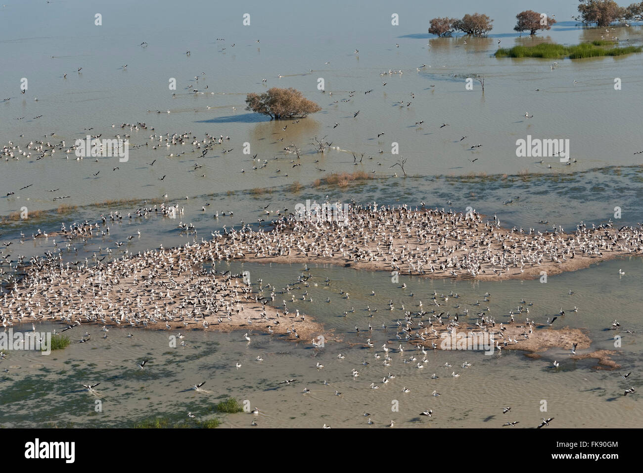 Antenna - Australian Pellicano (Pelecanus conspicillatus) allevamento colonie sulle isole del Lago Goyder entro Coongie Laghi Nati Foto Stock