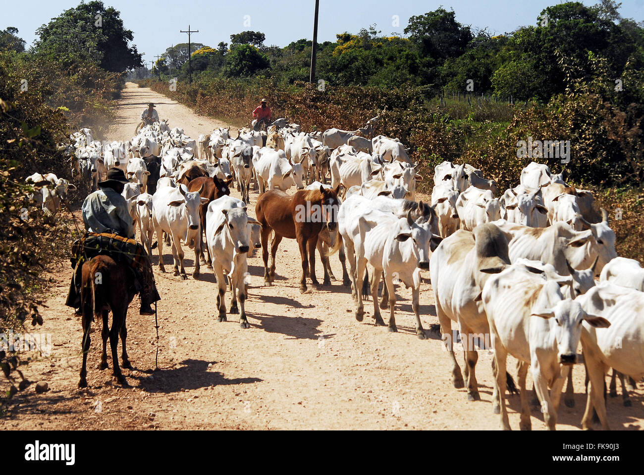 Entourage di bovini in movimento alla ricerca di germogli o pascoli naturali all'inizio del secco Foto Stock