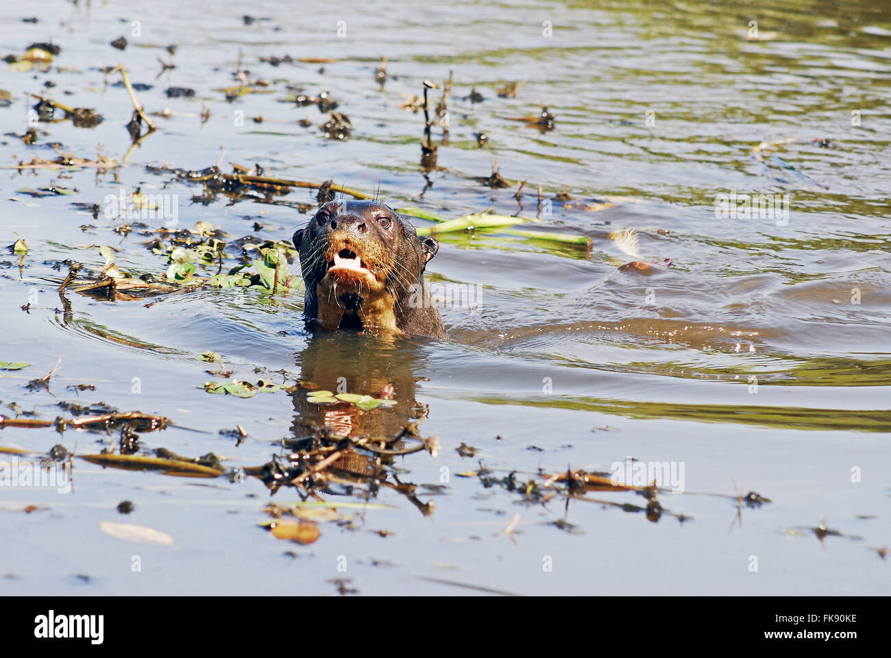 Otter - Pteronura brasiliensis - il Pantanal del Pocone Foto Stock