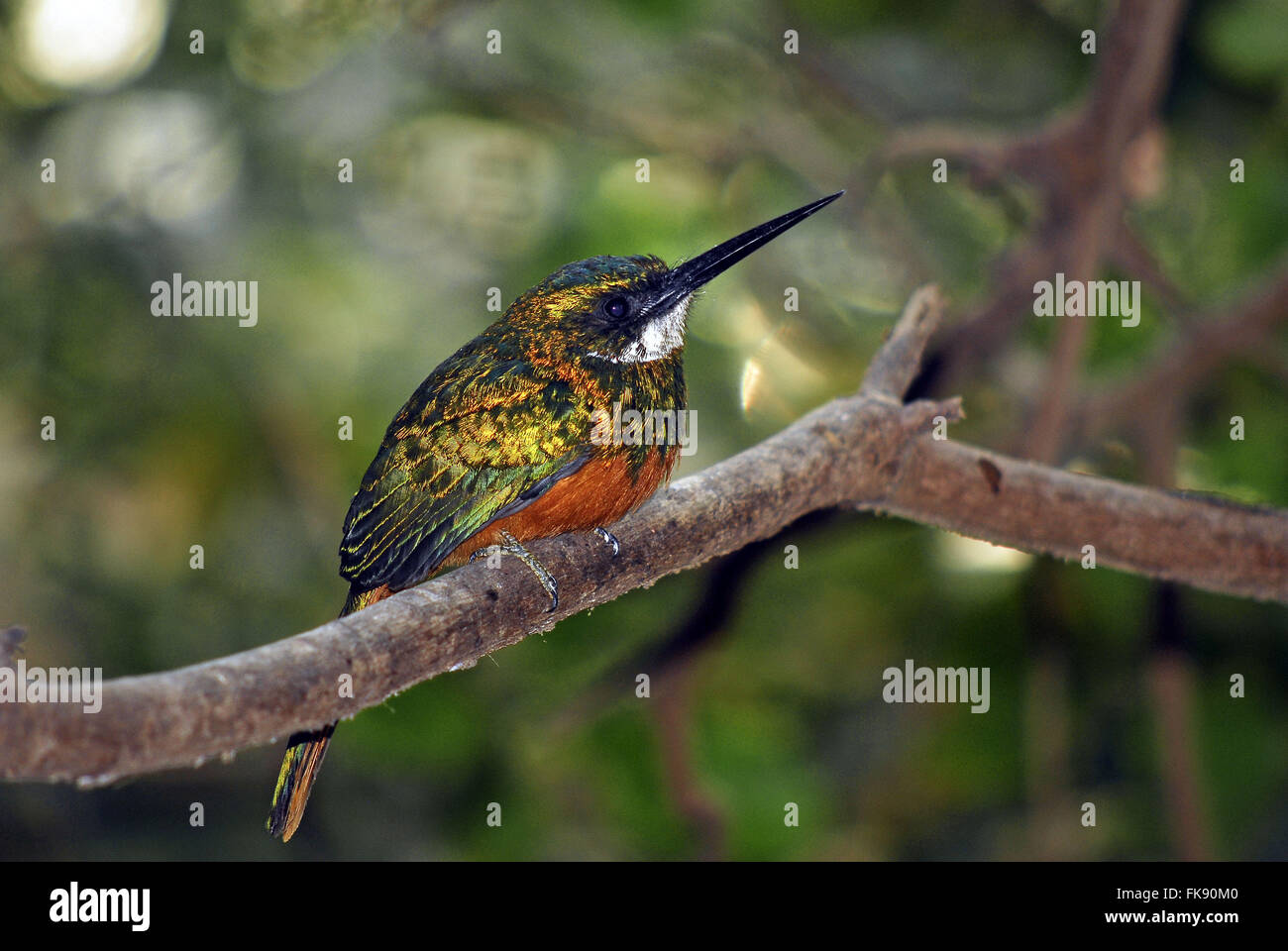 Ariramba-tailed redhead - becco-a-ago hummingbird o la foresta vergine - Galbula ruficauda Foto Stock
