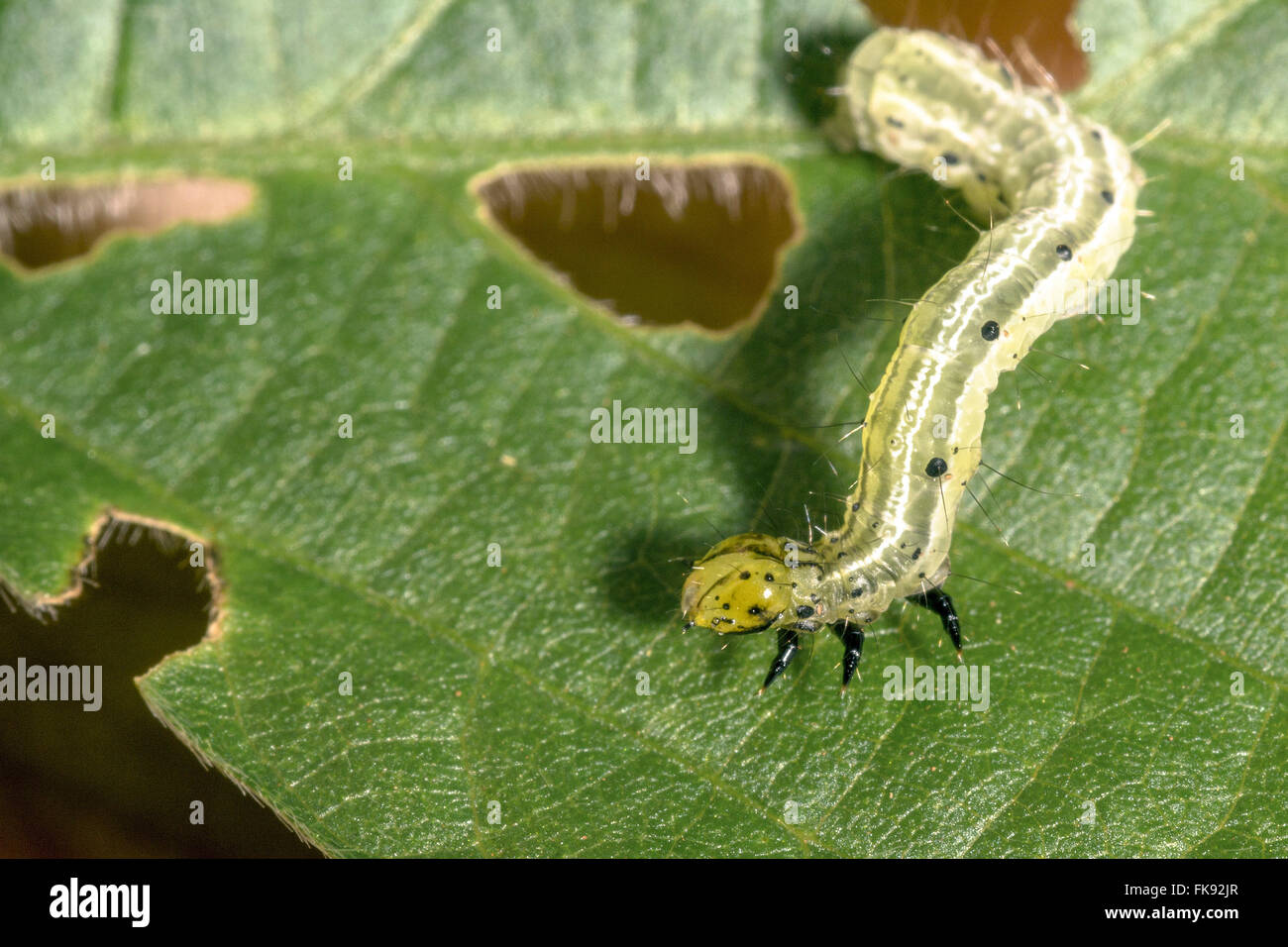 Caterpillar-falso-medideira in foglie di soia Foto Stock