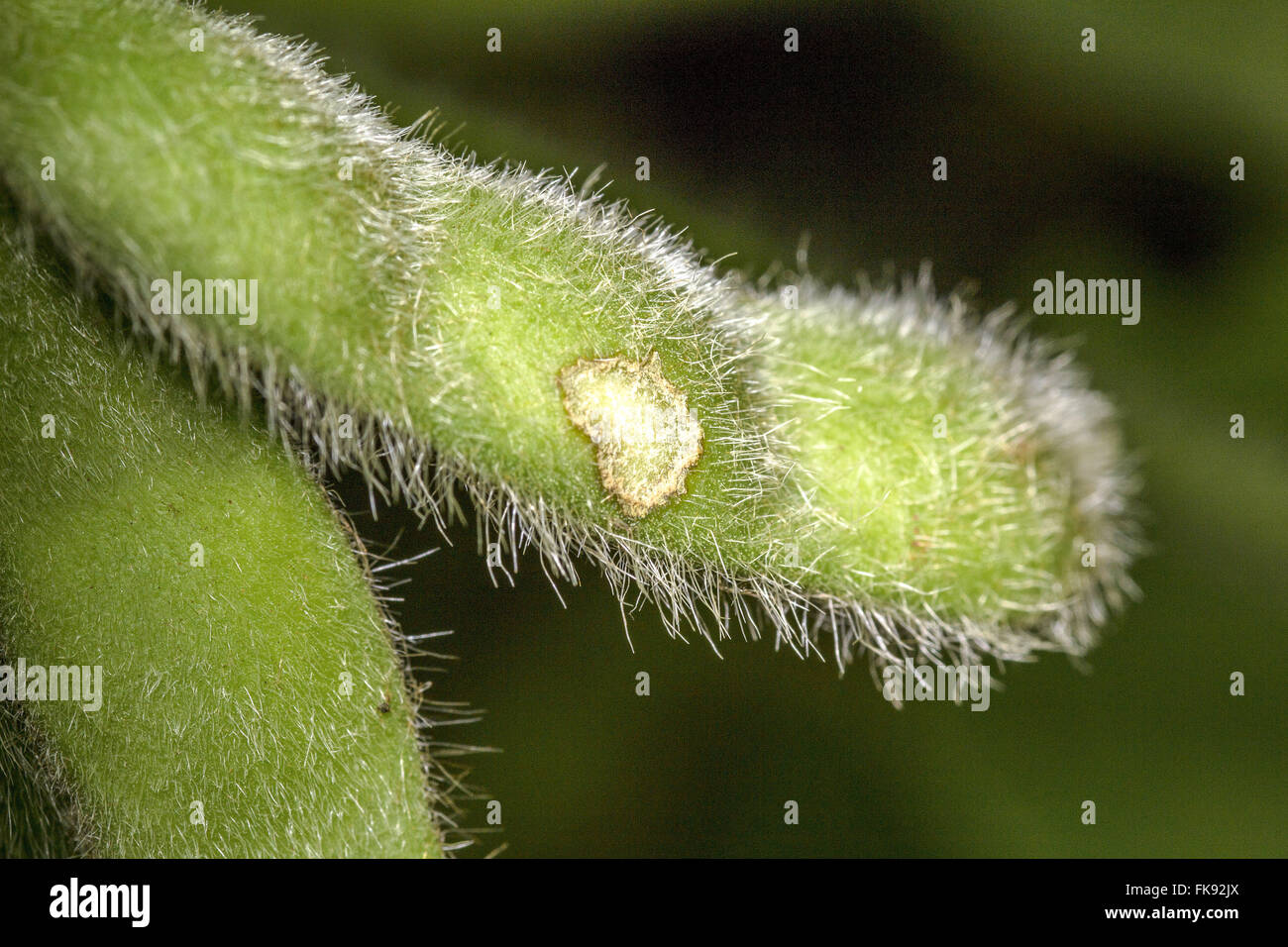 Caterpillar danni in pod di soia Foto Stock