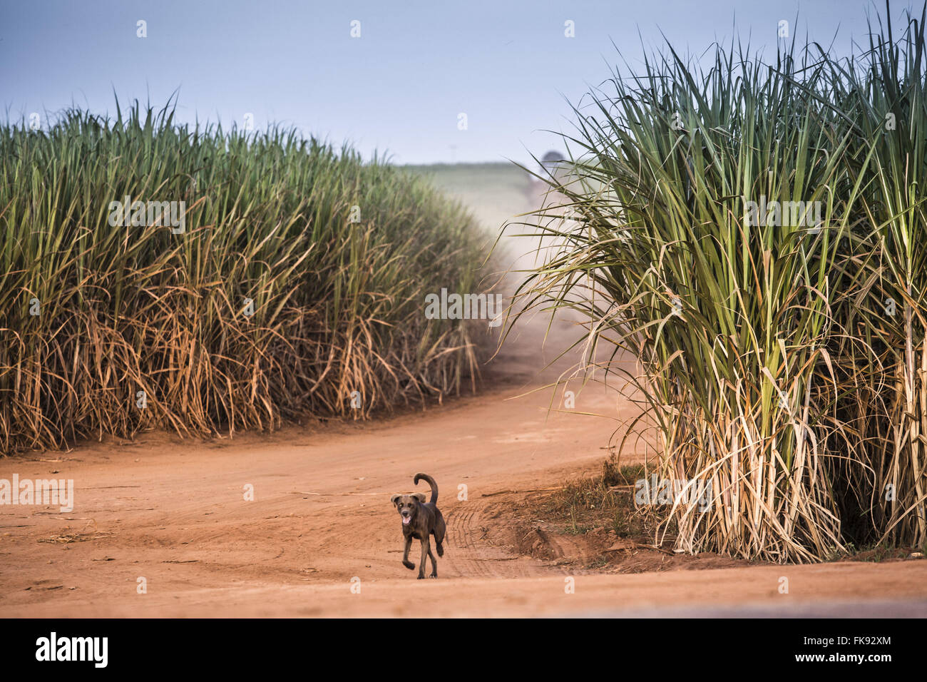 Cao mutt strada attraverso il terreno della piantagione di canna da zucchero in campagna Foto Stock