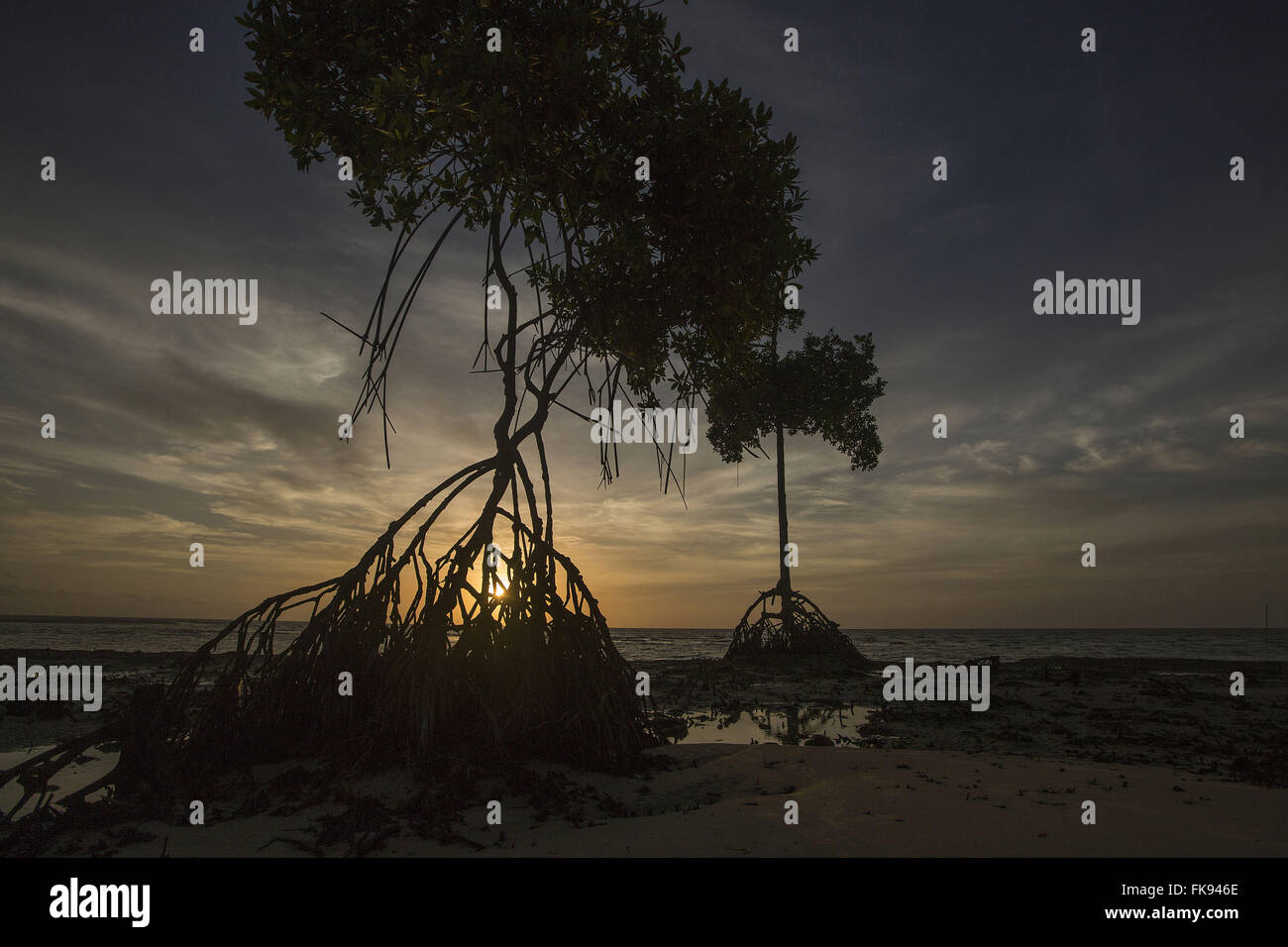 Esposti radici di albero a Barra Velha beach all'alba - Isola di Marajo Foto Stock