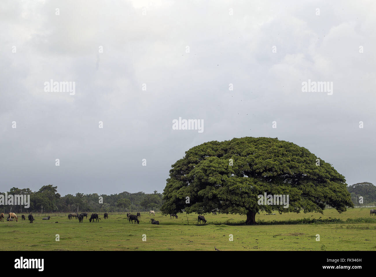 Creazione di bufalo pascolano in campo in Fazenda Bom Jesus - Ilha do Marajo Foto Stock