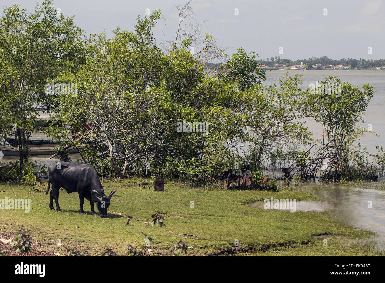 Il bufalo pascolano sul lungomare - Ilha do Marajo Foto Stock