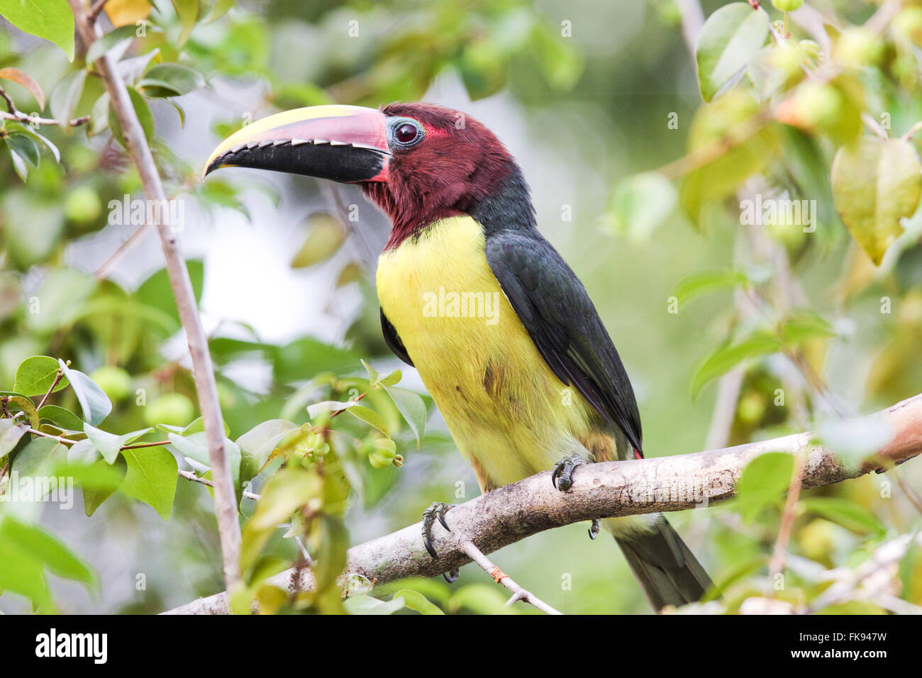 Aracari-selettivi su ramoscello Foto Stock