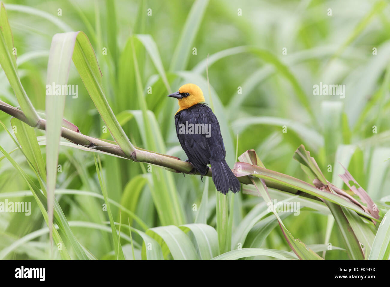 Irataua small-sbarcati in erba floodplain Foto Stock