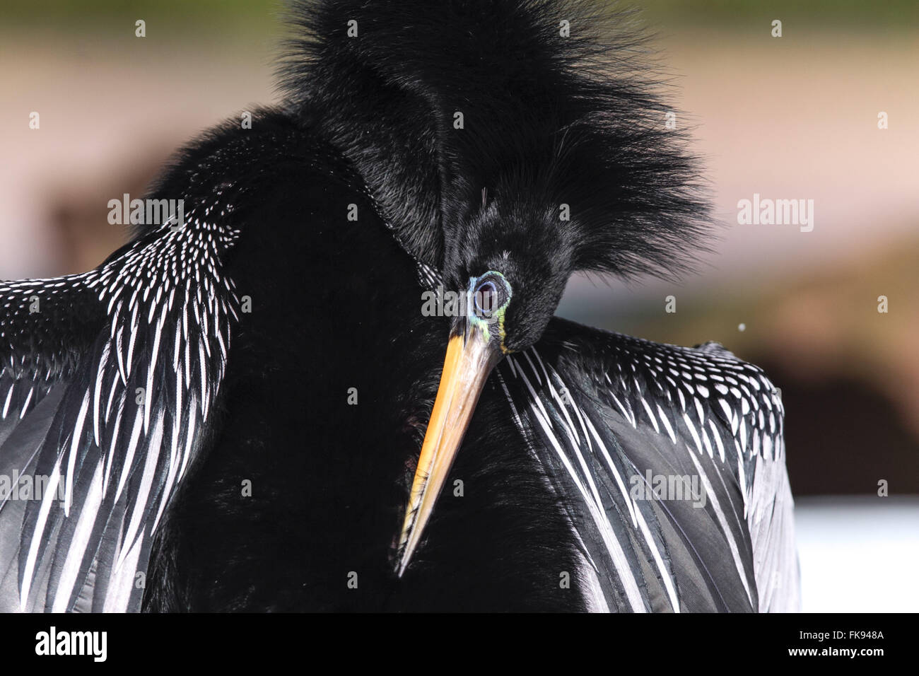 Darter disponendo le piume Foto Stock