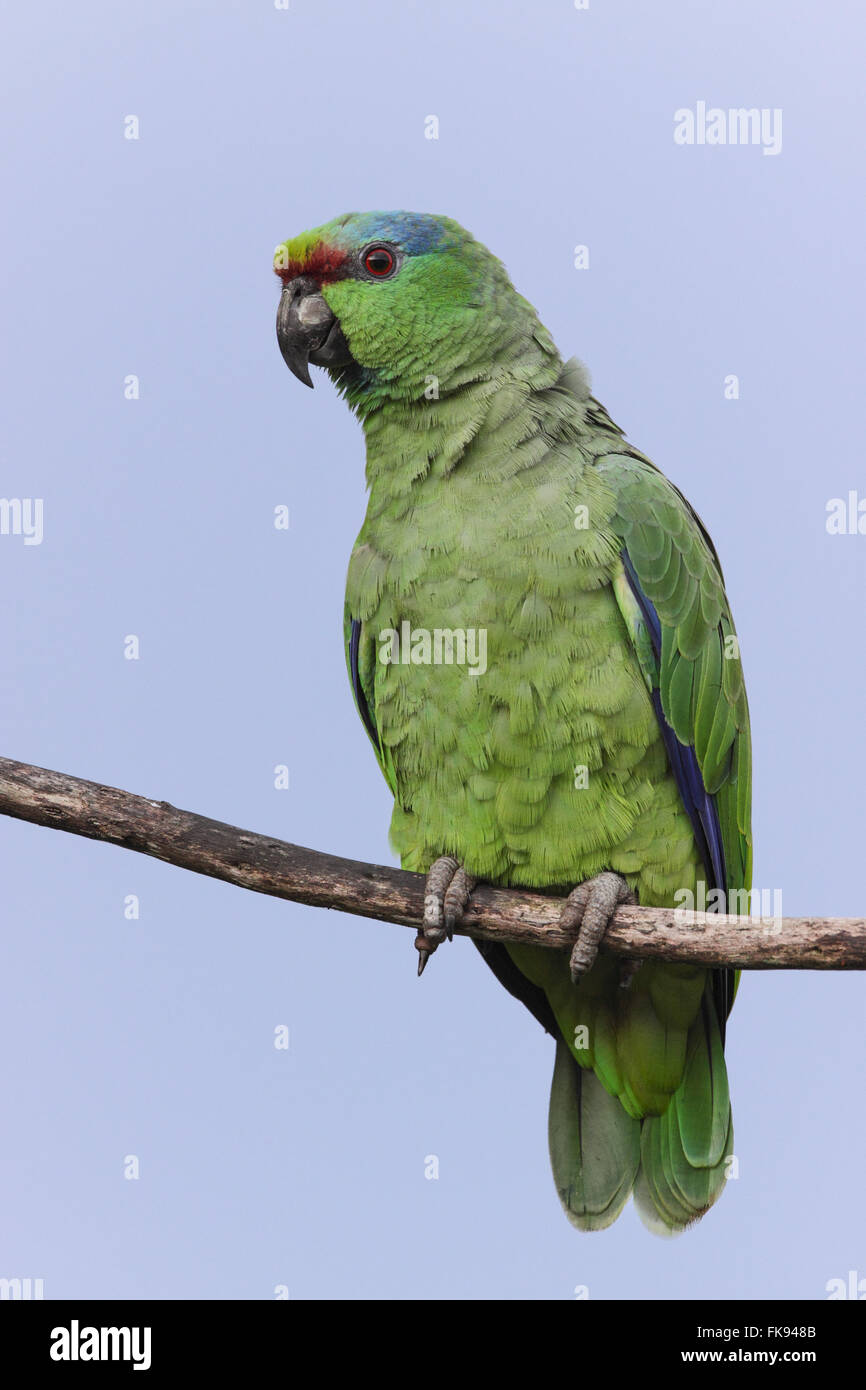 Pappagallo-della-floodplain arroccato su ramoscello Foto Stock