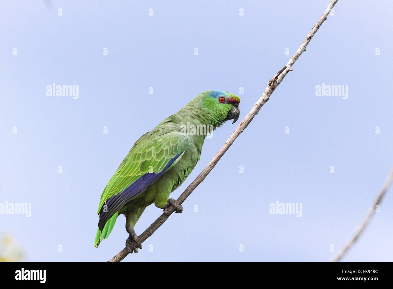 Pappagallo-della-floodplain arroccato su ramoscello Foto Stock