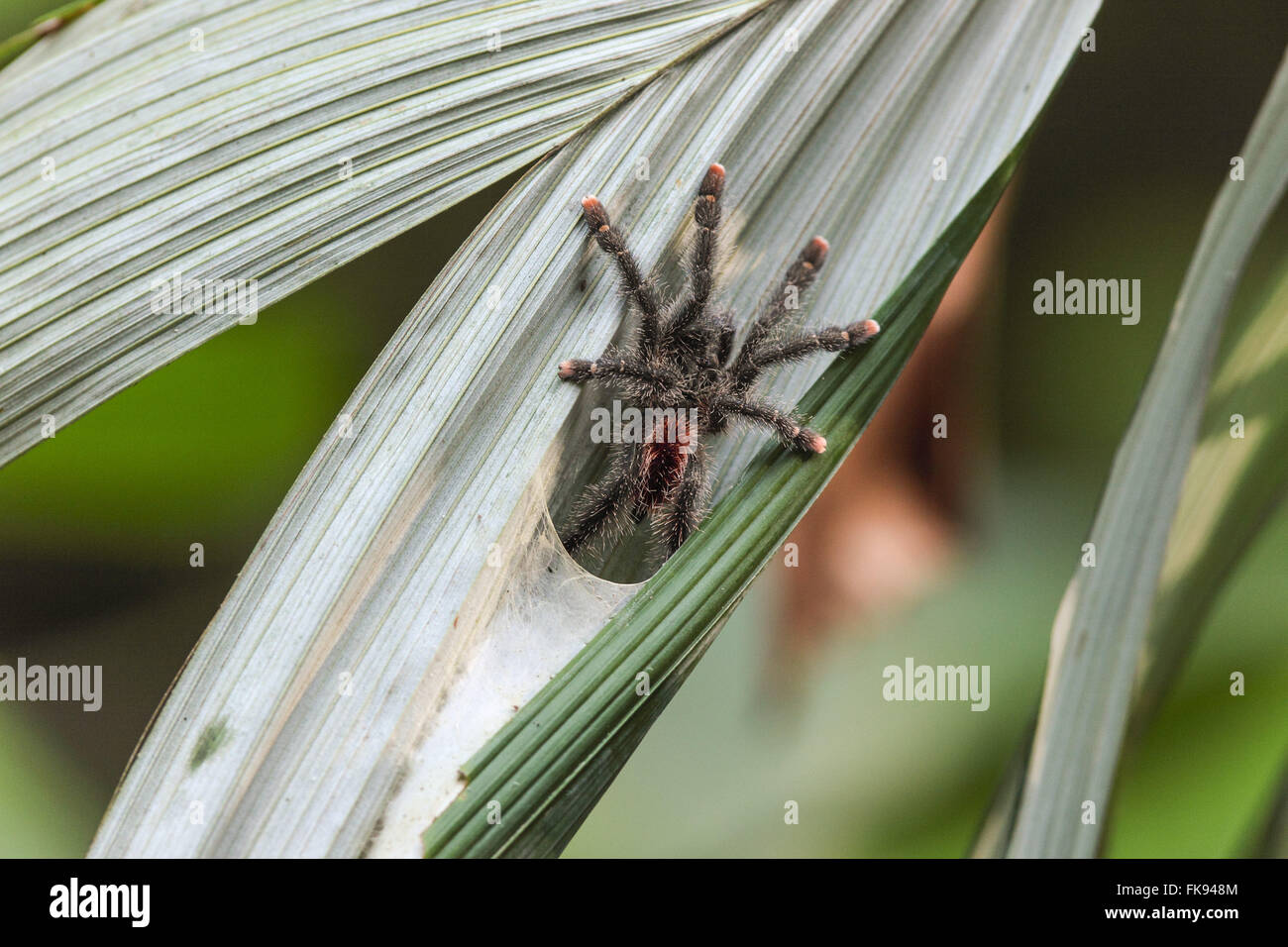 Tarantula ragno sul nido Foto Stock