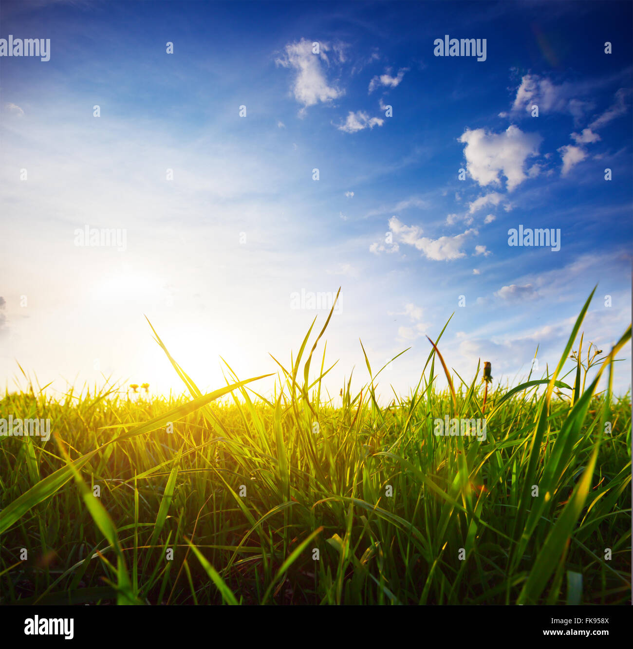 Campo verde e splendido tramonto Foto Stock