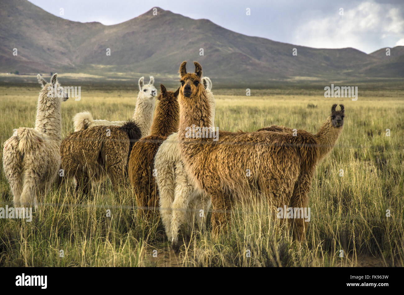 Llamas nel campo vicino la Ruta Nacional 40, Provincia de Jujuy Foto Stock