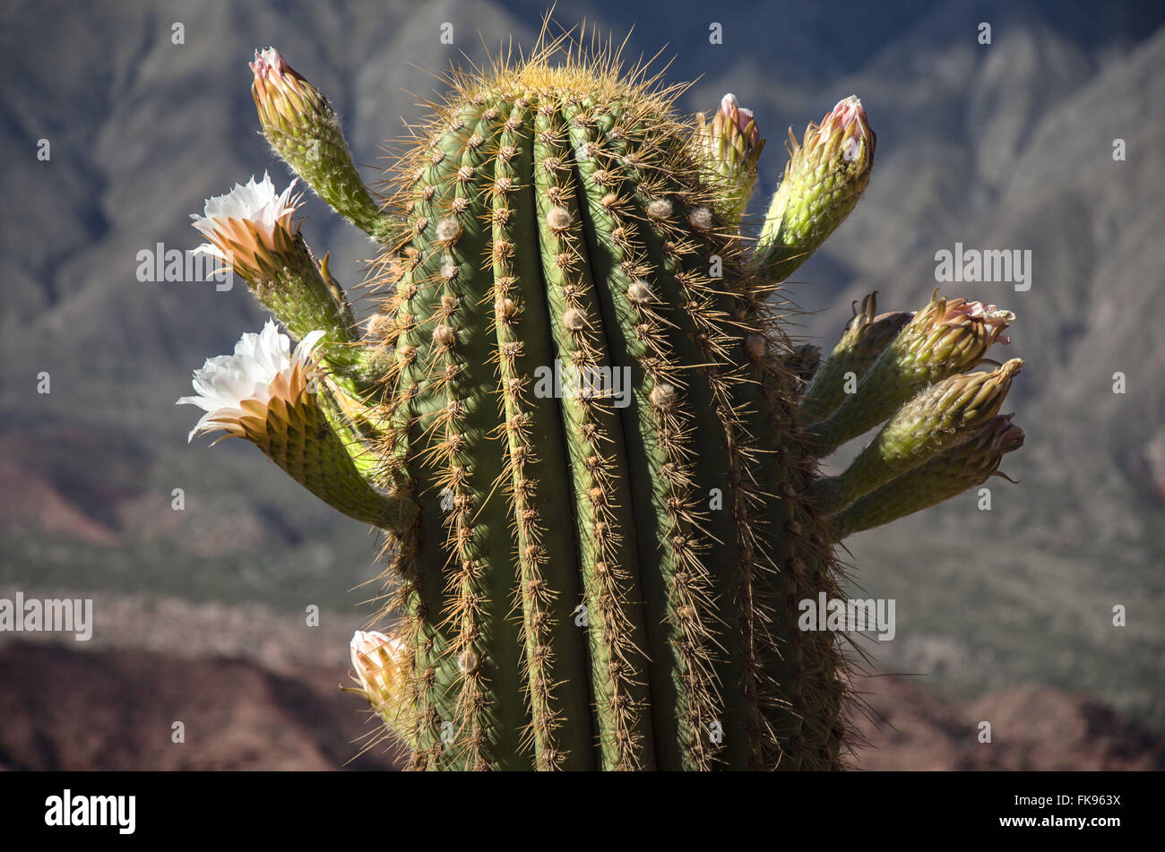 Dettaglio di cactus con fiori Foto Stock