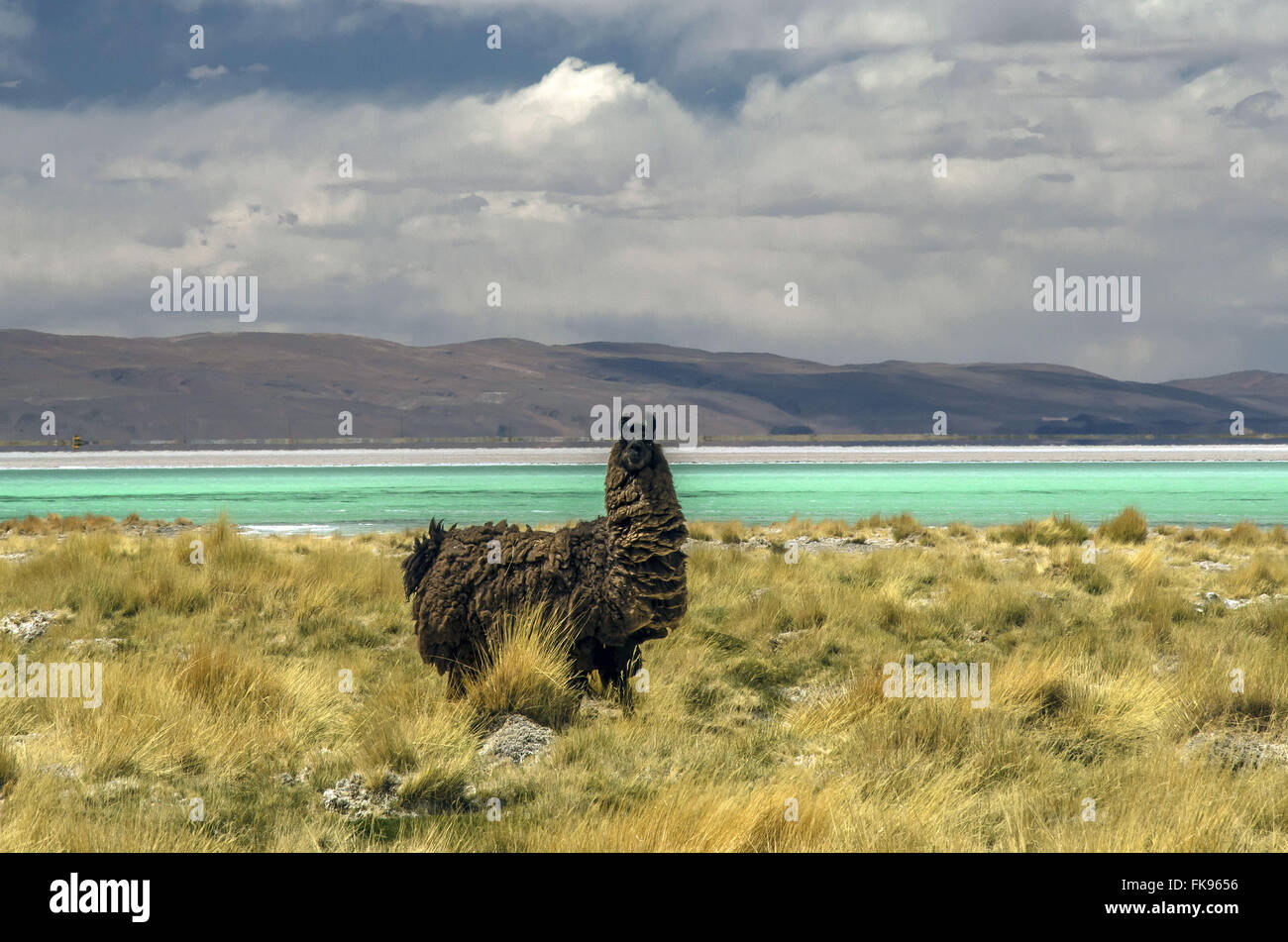 Llama in laguna del Hombre Muerto Salar di Antofagasta de la Sierra Foto Stock