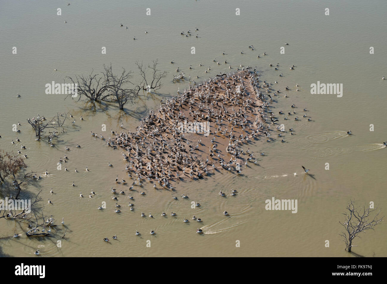 Antenna - Australian Pellicano (Pelecanus conspicillatus) allevamento colonie sulle isole del Lago Goyder entro Coongie Laghi Nati Foto Stock
