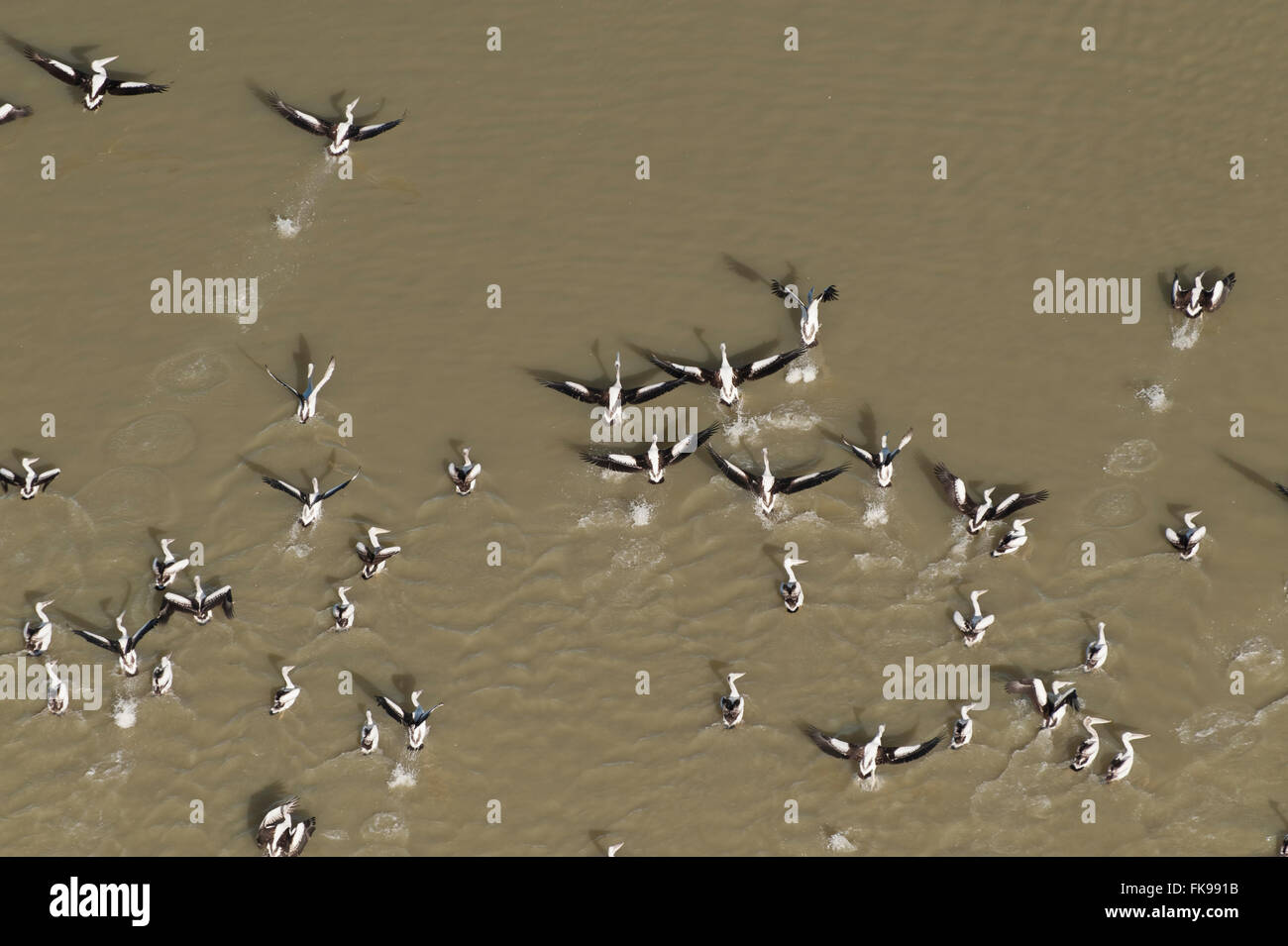 Antenna - Australian Pellicano (Pelecanus conspicillatus) allevamento colonie sulle isole del Lago Goyder entro Coongie Laghi Nati Foto Stock