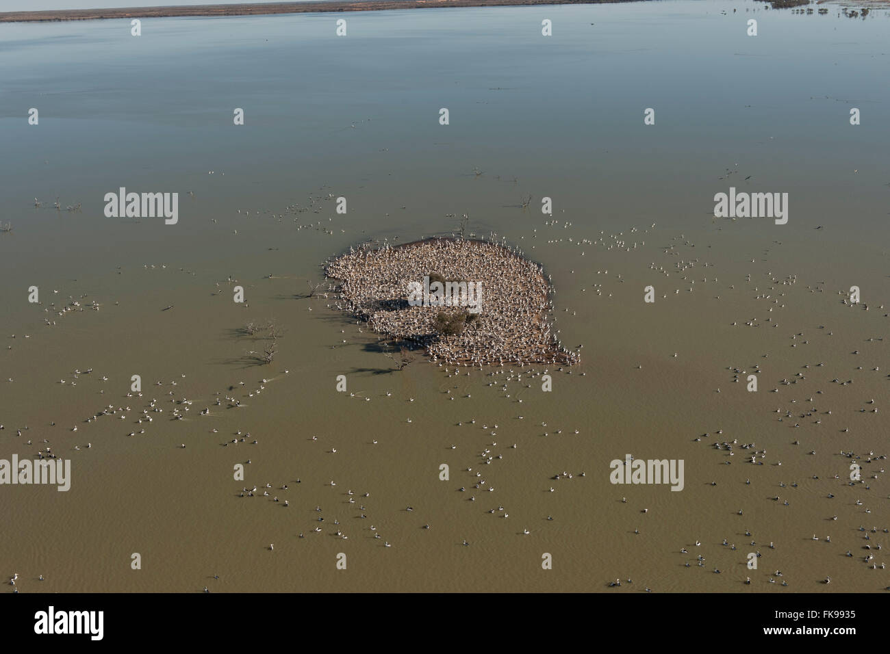 Antenna - Australian Pellicano (Pelecanus conspicillatus) allevamento colonie sulle isole del Lago Goyder entro Coongie Laghi Nati Foto Stock