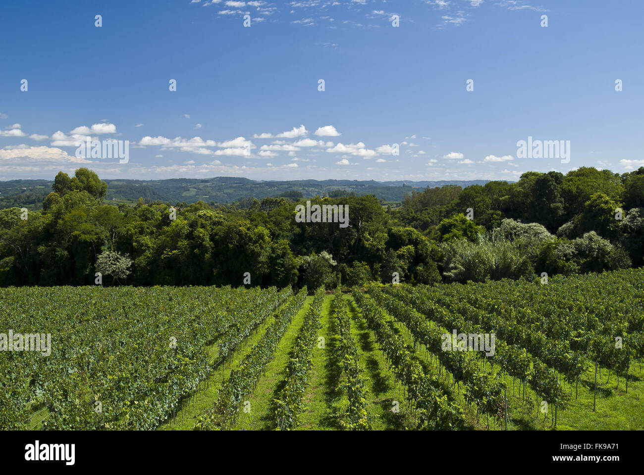 Le piantagioni di uva Pinot Nero cantina per l industria Foto Stock