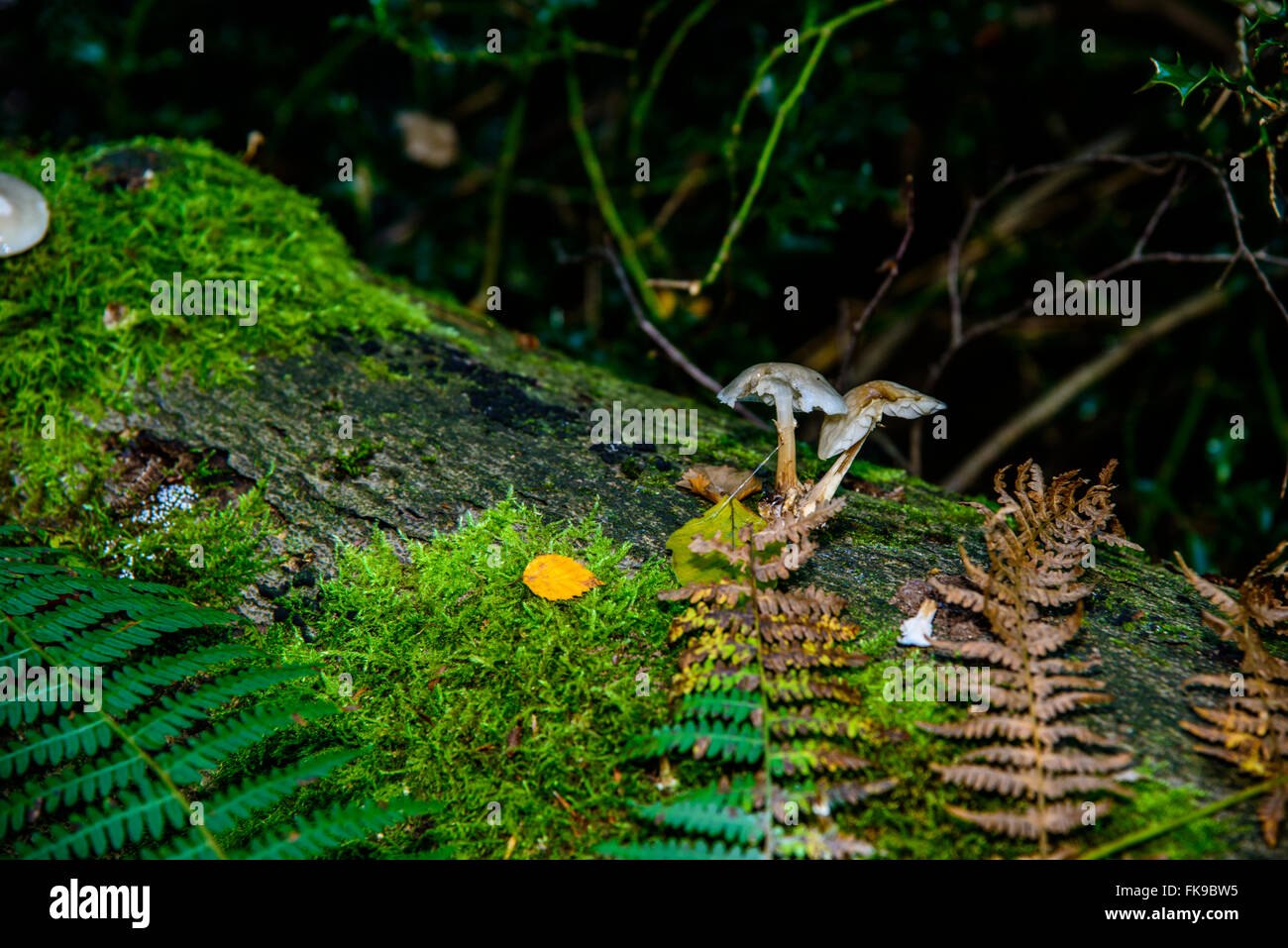 Funghi sul suolo della foresta Foto Stock