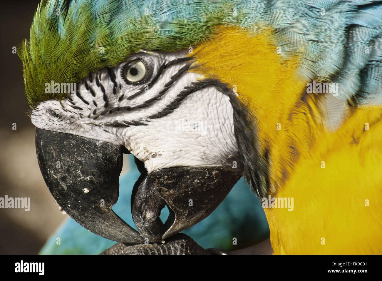 Dettaglio della testa di Ara caninde ostello nel centro rurale di Miranda Foto Stock