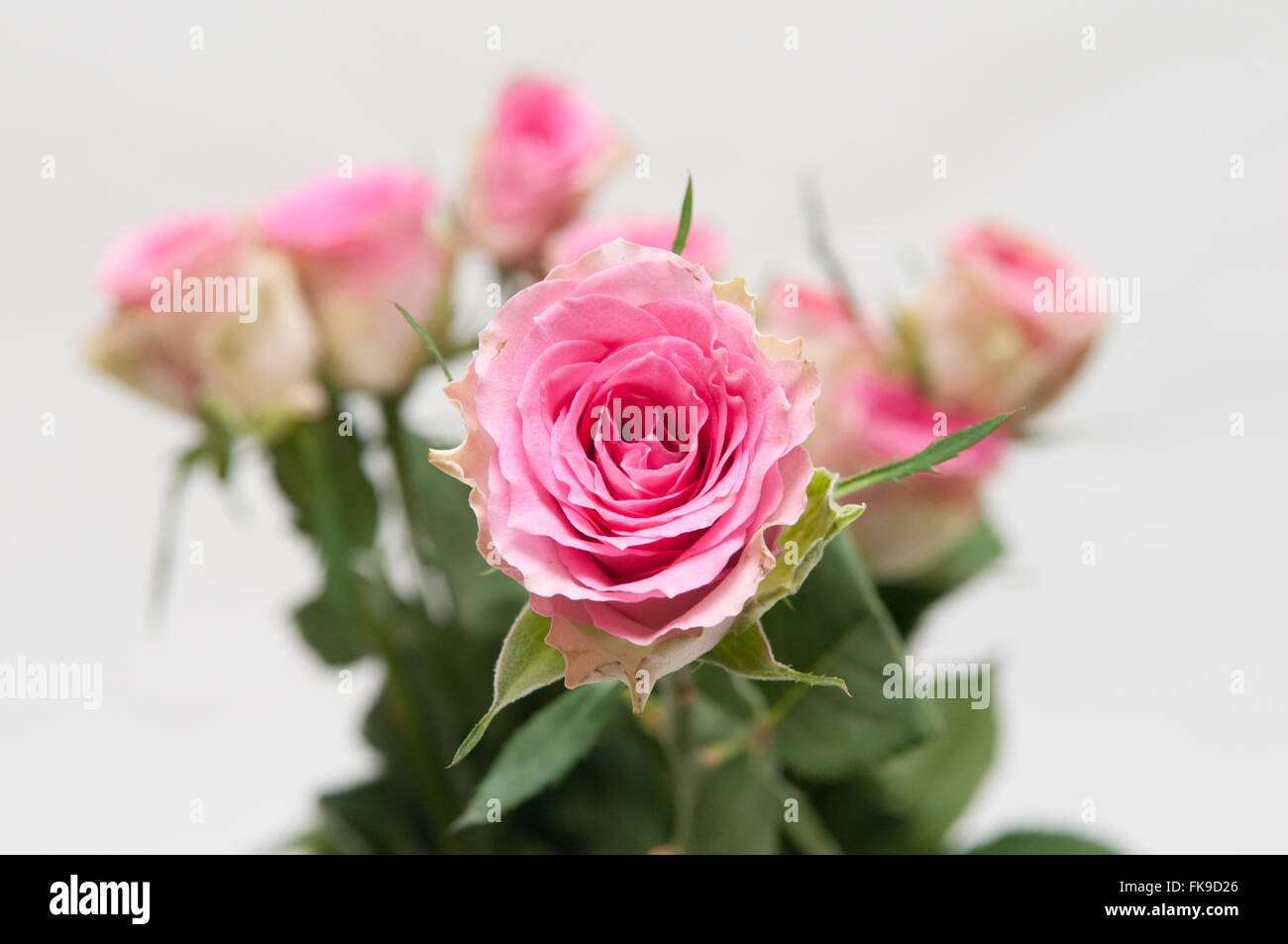 La disposizione delle rose rosa con petali di apertura su uno sfondo bianco Foto Stock