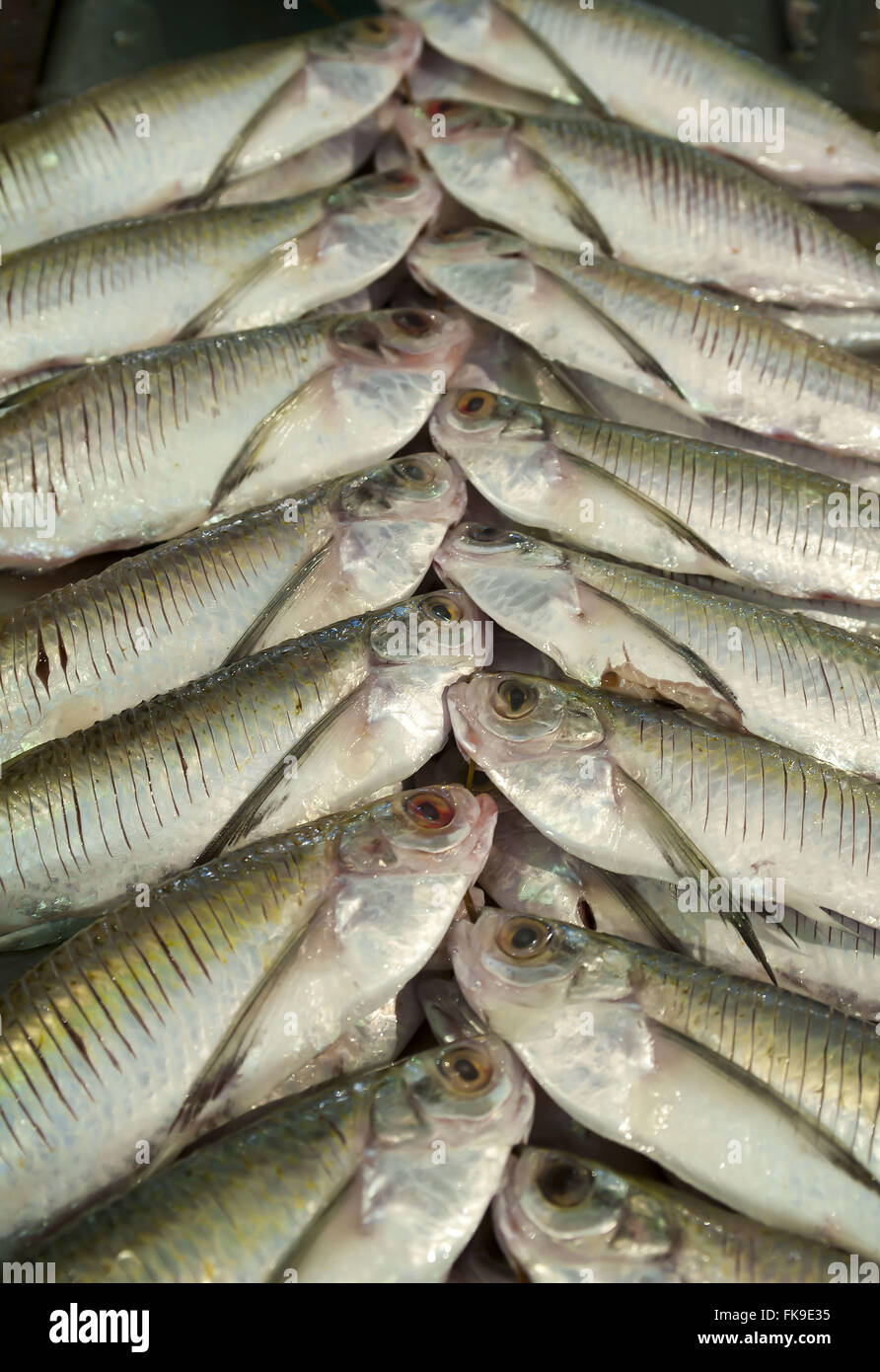 Pesce per la vendita nel mercato di Manaus - AM Foto Stock