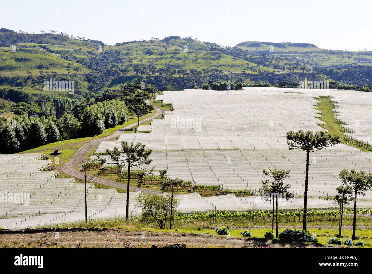 Le piantagioni di uva da vino - Vino Village Francioni - Sierra di Santa Catarina Foto Stock