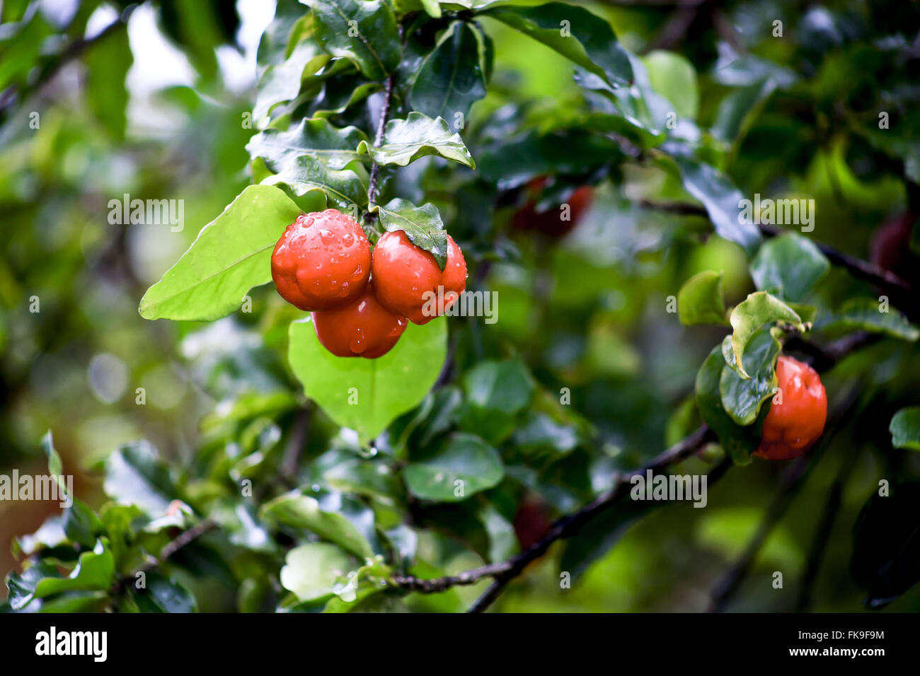 Acerola permanente durante la pioggia Foto Stock