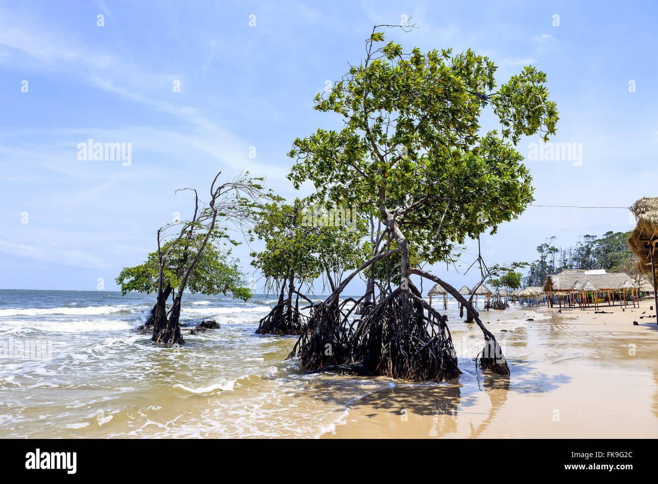 Vegetazione di mangrovie sulla spiaggia di Barra Velha - Isola Marajo Foto Stock