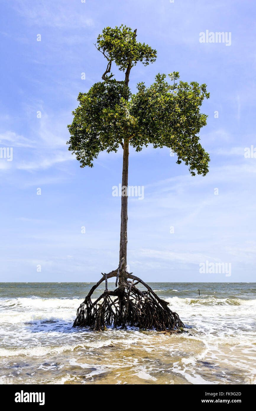 Vegetazione di mangrovie sulla spiaggia di Barra Velha - Isola Marajo Foto Stock