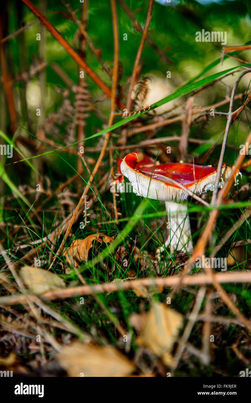 Funghi sul suolo della foresta Foto Stock