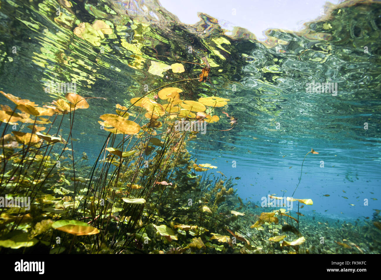 Vegetazione sottomarina nella Chapada Diamantina River Pratinha Foto Stock