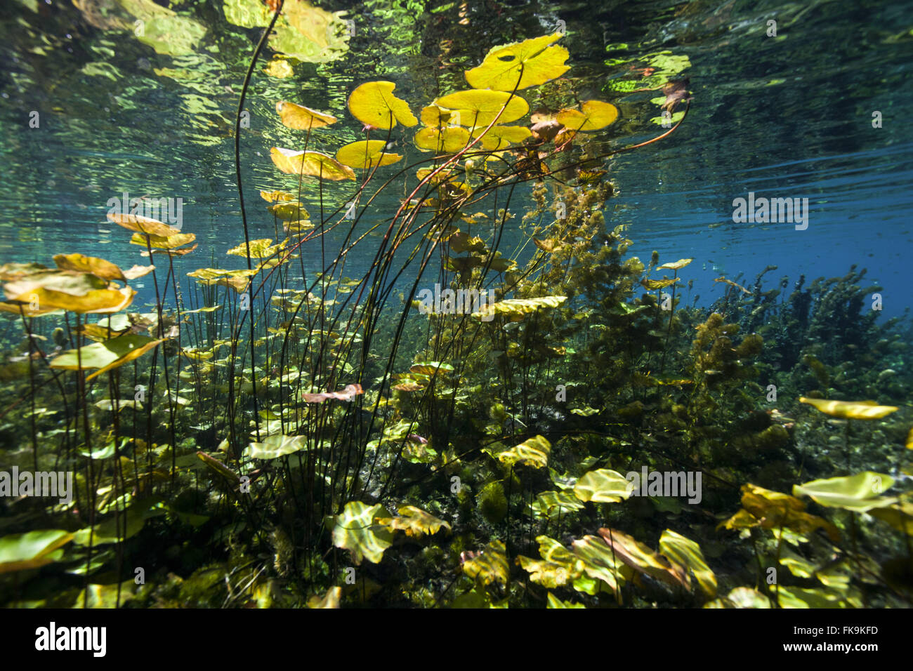 Vegetazione sottomarina nella Chapada Diamantina River Pratinha Foto Stock