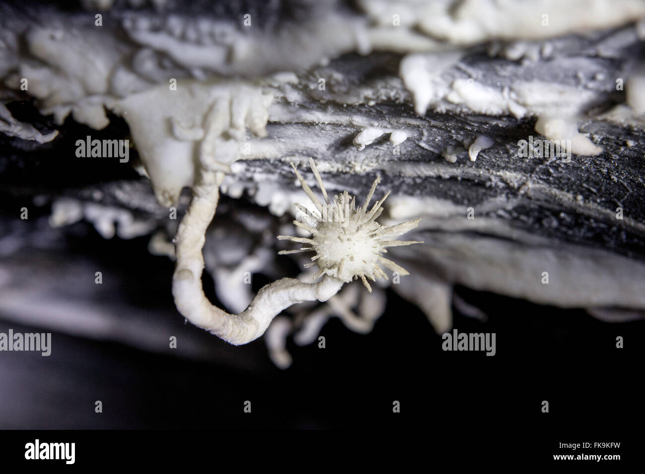 Gruta da Torrinha - com espeleotema ˙nico no mundo onde una Flor de aragonita se forma para cima Foto Stock